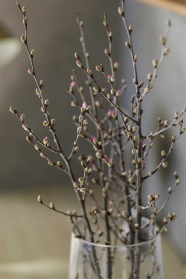 桜の木が咲き始めました…