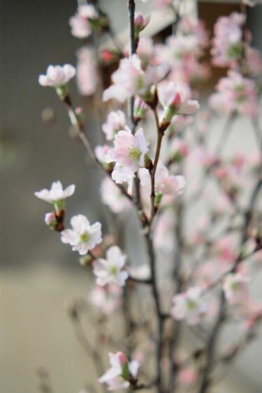 桜の木、その後